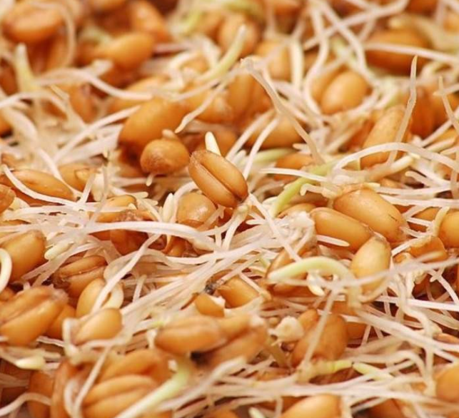 فروش جوانه گندم