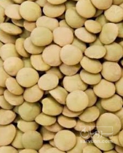فروش عدس سبز