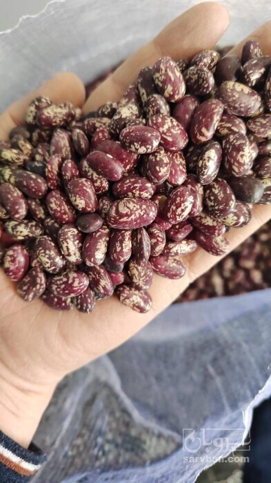 فروش لوبیا چیتی