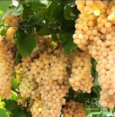 فروش انگور