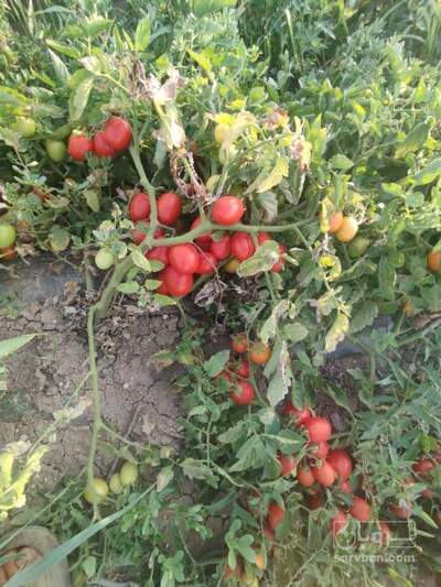 فروش گوجه فرنگی