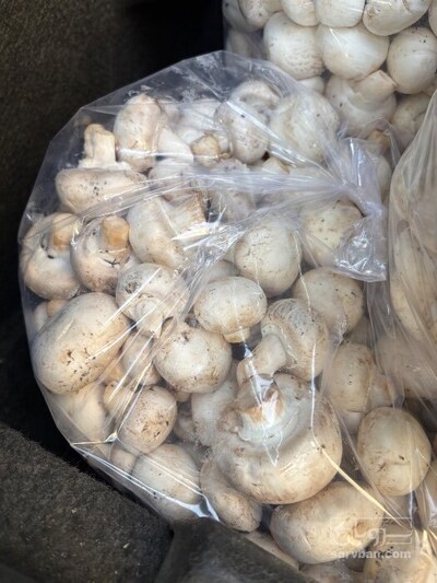 فروش قارچ دکمه ای