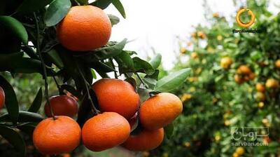 فروش نارنگی
