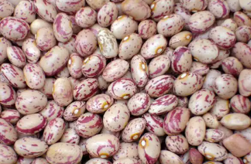 فروش لوبیا چیتی