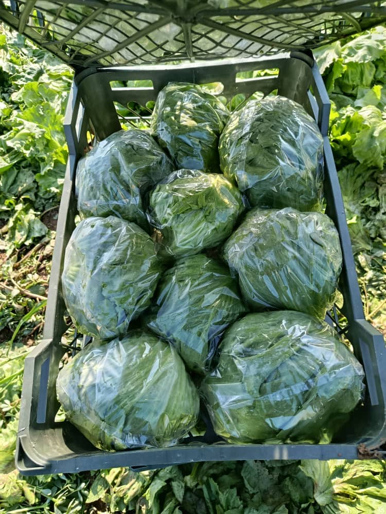 فروش کاهو ایسبرگ - آیسبرگ