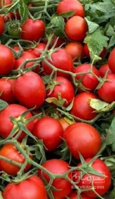 فروش گوجه فرنگی