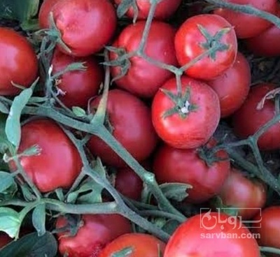 فروش گوجه فرنگی ربی
