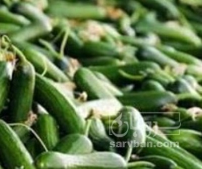 فروش خیار خیار شوری