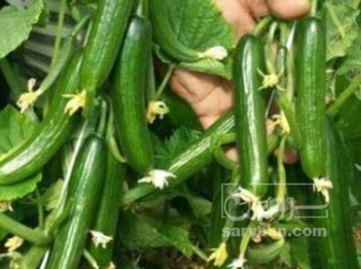 فروش خیار تره باری