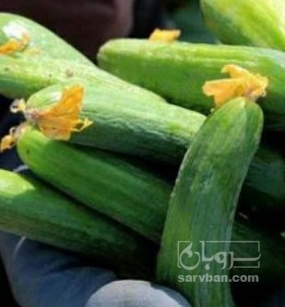 فروش خیار خیار شوری