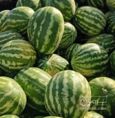 فروش هندوانه