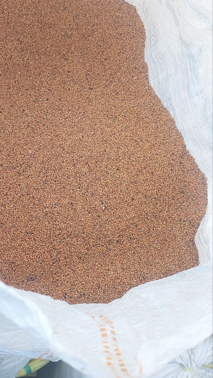 فروش کاملینا (کتان‌کش)
