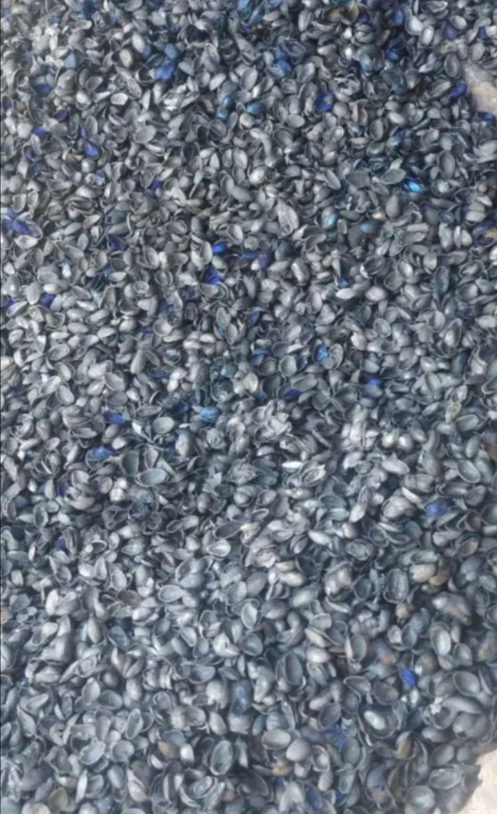 فروش کربن پسته