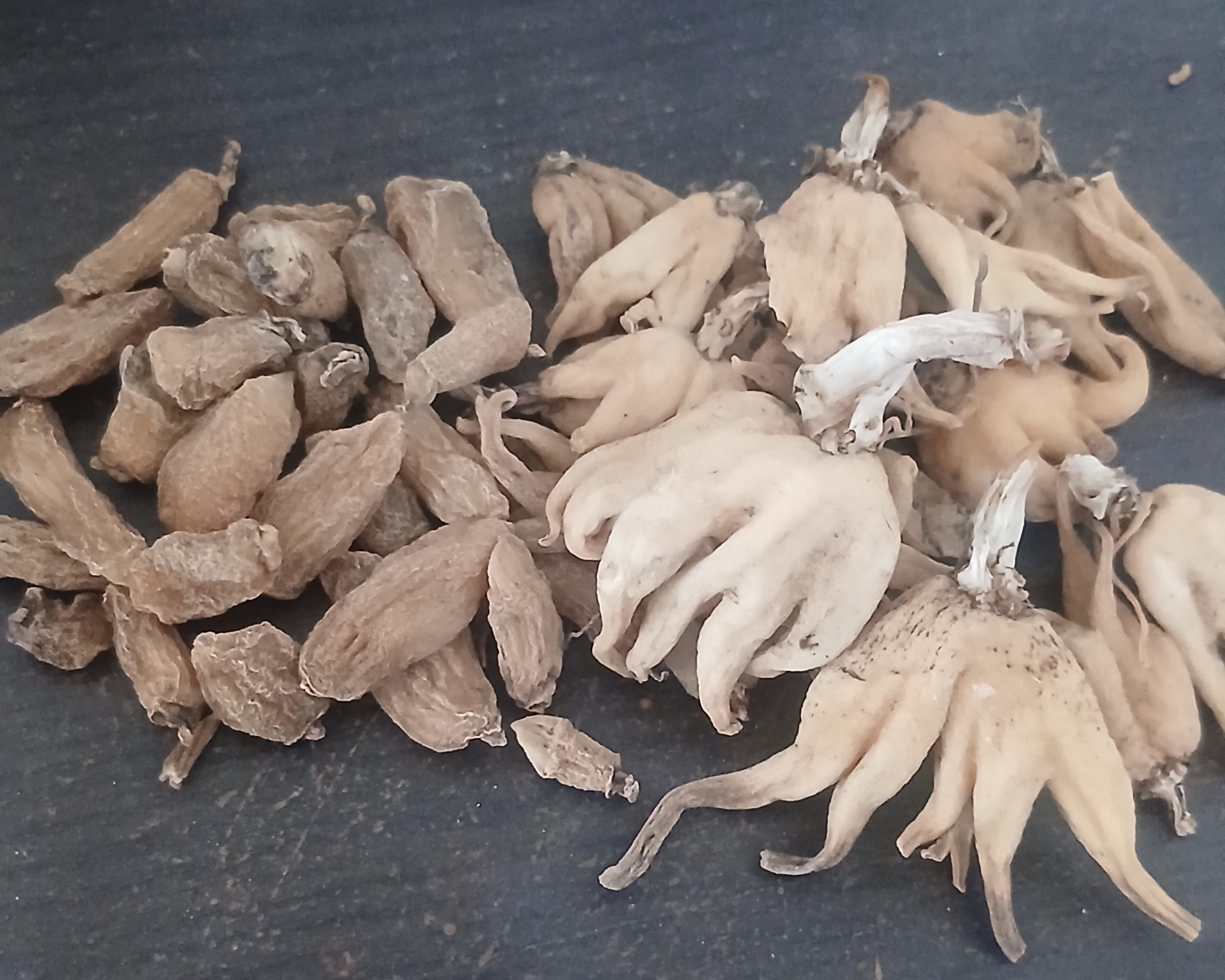 فروش ثعلب (گیاه‌ دارویی)