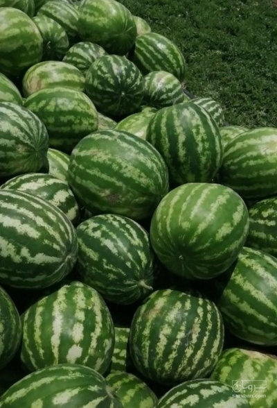 فروش هندوانه