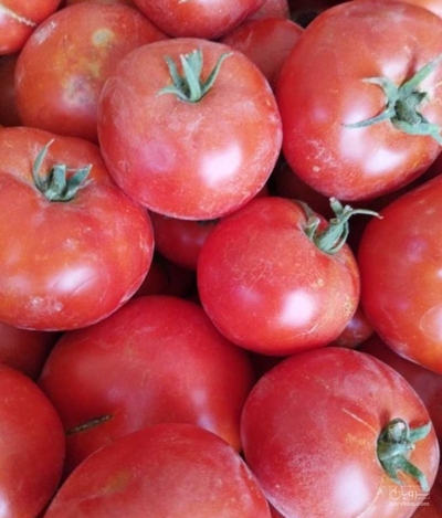 فروش گوجه فرنگی