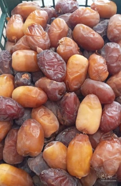 فروش خرما