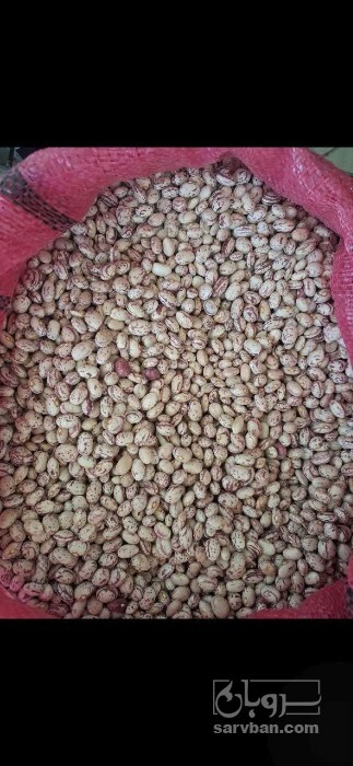 فروش لوبیا چیتی