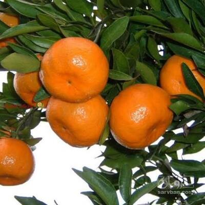 فروش نارنگی