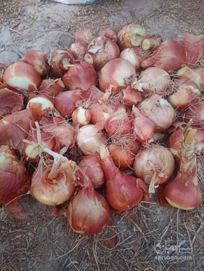 فروش پیاز