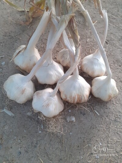 فروش سیر