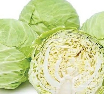 فروش کلم برگی سفید
