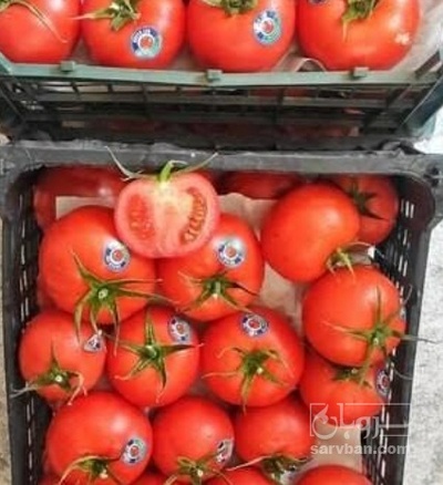 فروش گوجه فرنگی