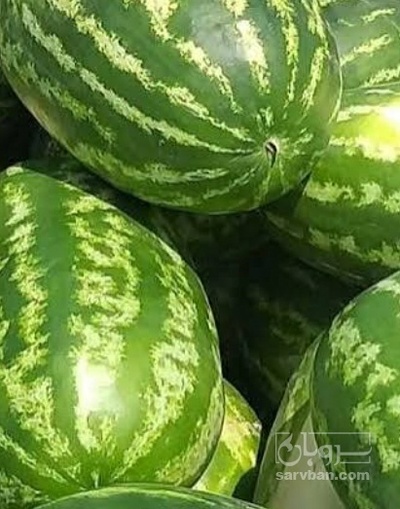 فروش هندوانه بیضی