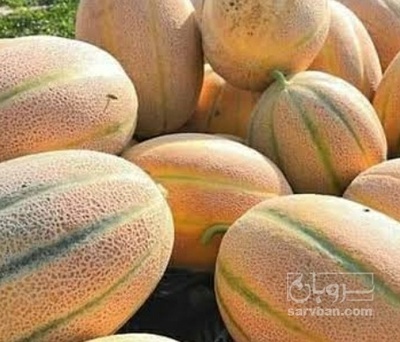 فروش طالبی جانا