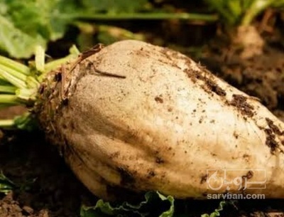فروش چغندر قند