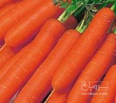 فروش هویج