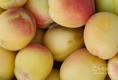 فروش زردآلو