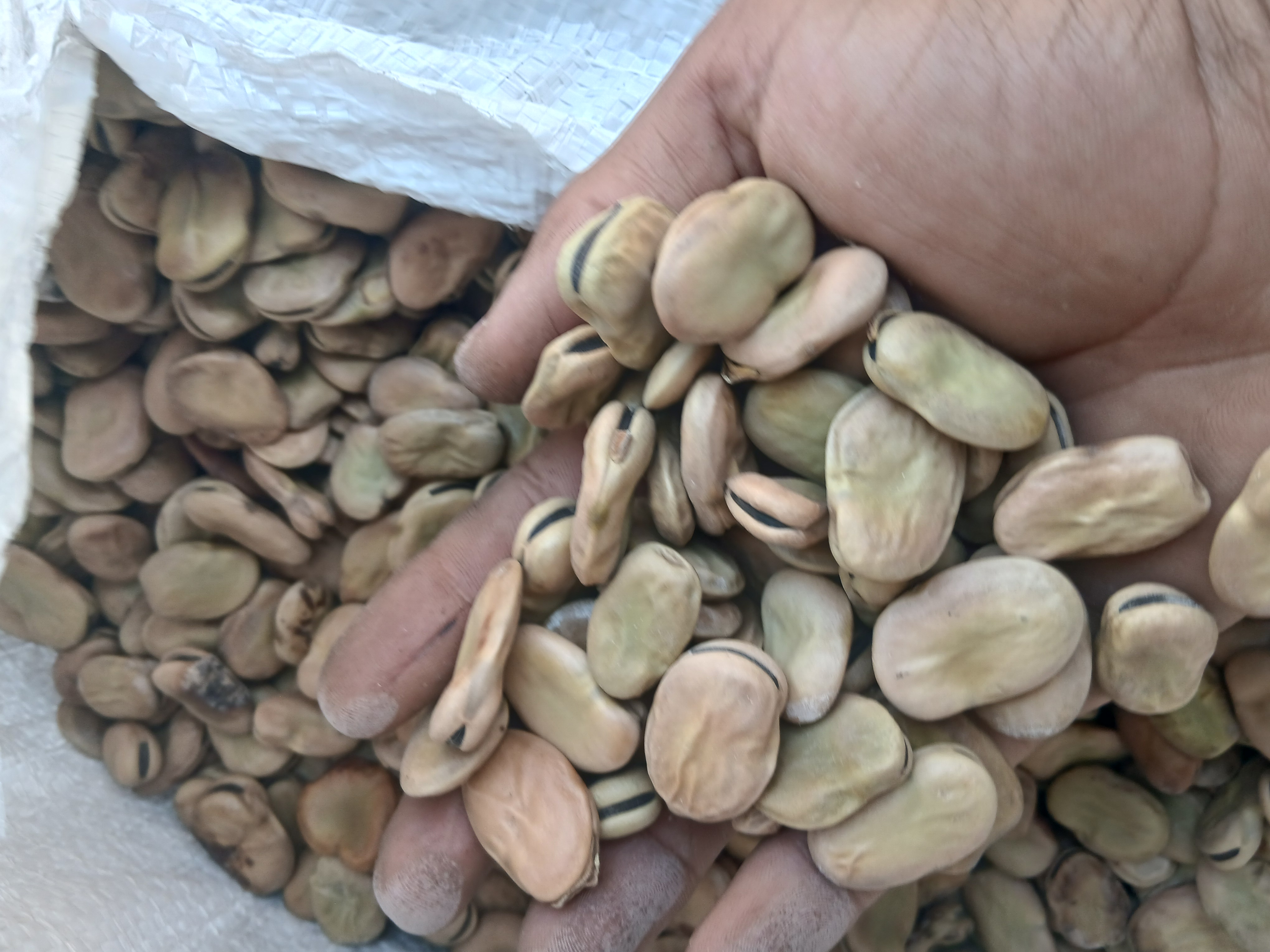 فروش باقلا تازه - باقالی - باقالا