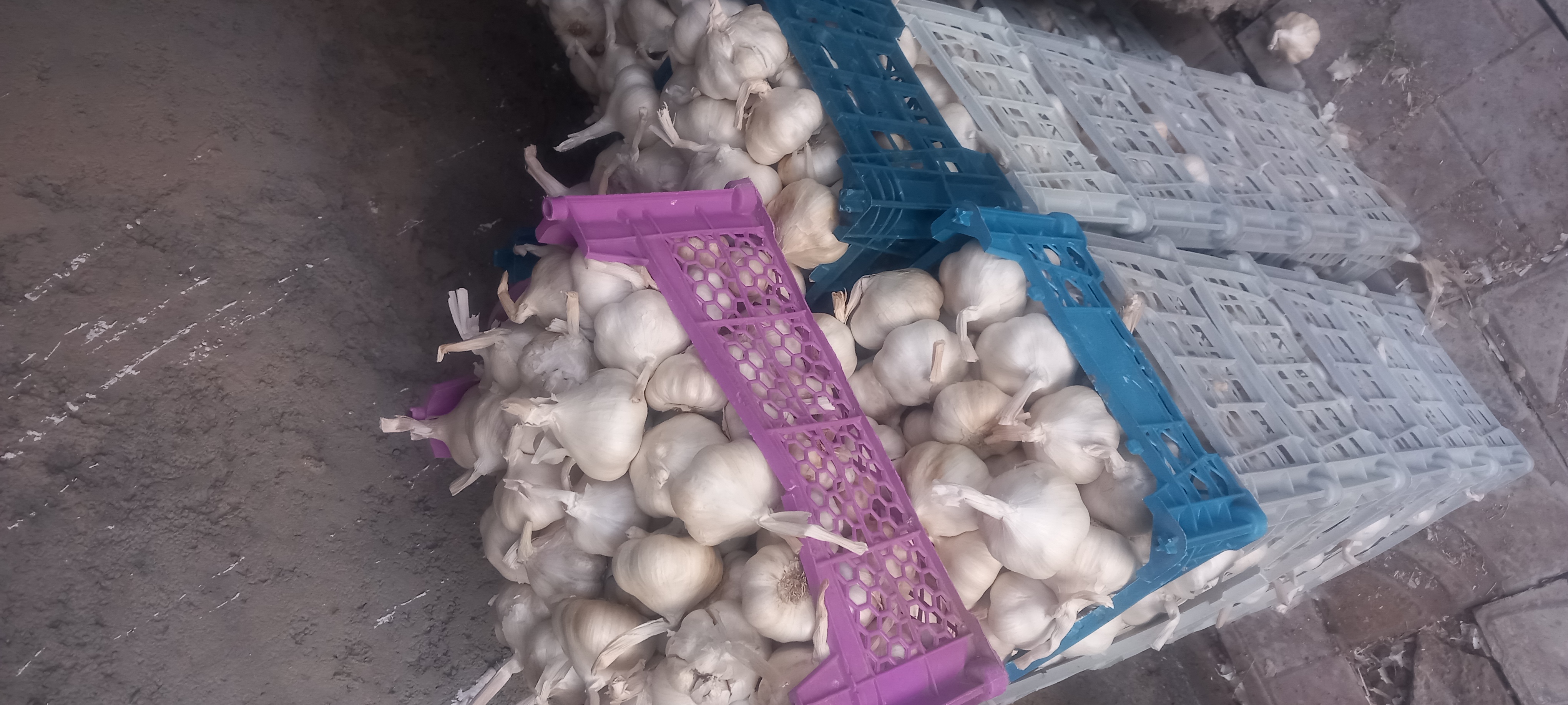 فروش سیر
