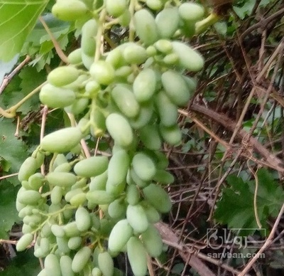 فروش غوره
