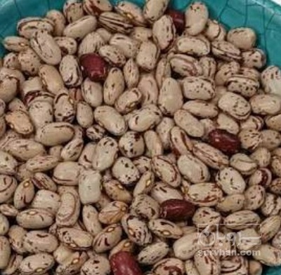 فروش لوبیا چیتی