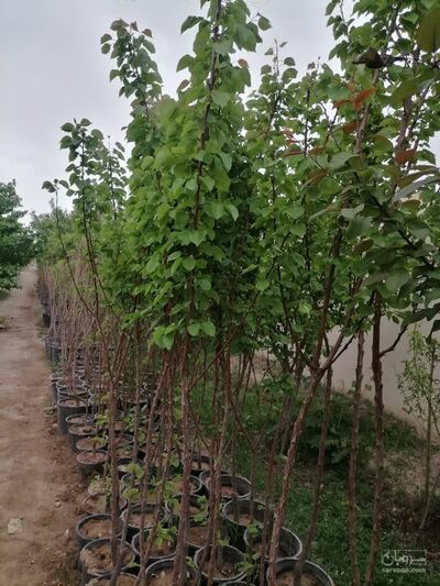 فروش نهال عناب
