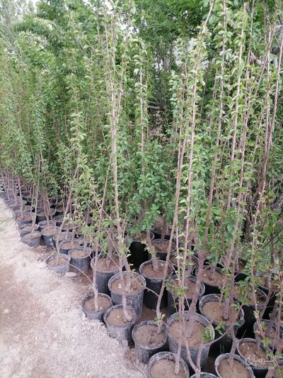 فروش نهال ازگیل
