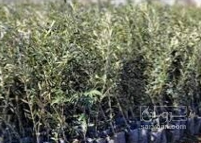 فروش نهال گردو