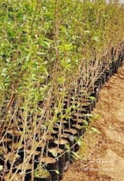 فروش نهال بادام