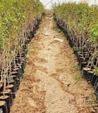 فروش نهال گیلاس
