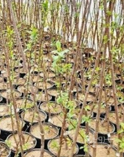 فروش نهال شفتالو
