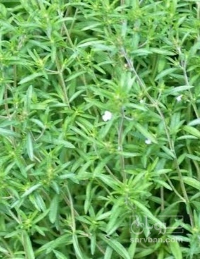 فروش مرزه (گیاه‌ دارویی)
