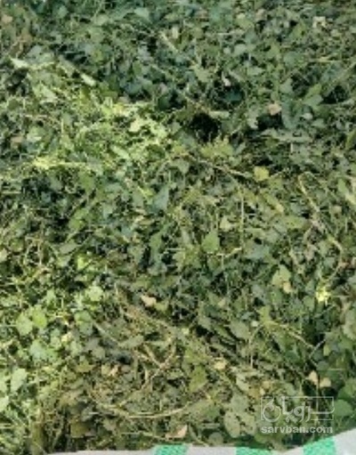 فروش نعناع خشک (گیاه‌ دارویی)