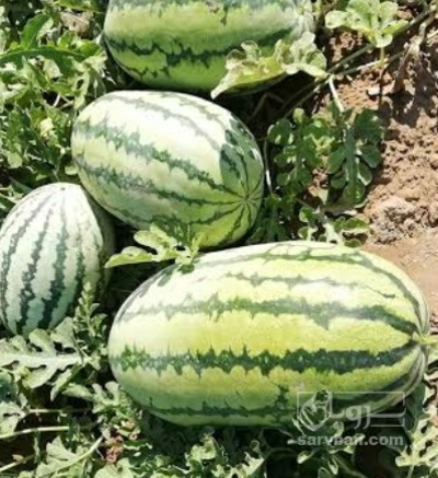 فروش هندوانه دراگون