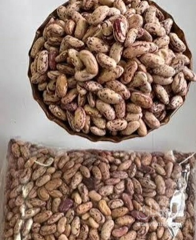 فروش لوبیا چیتی