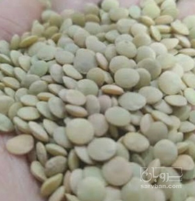فروش عدس