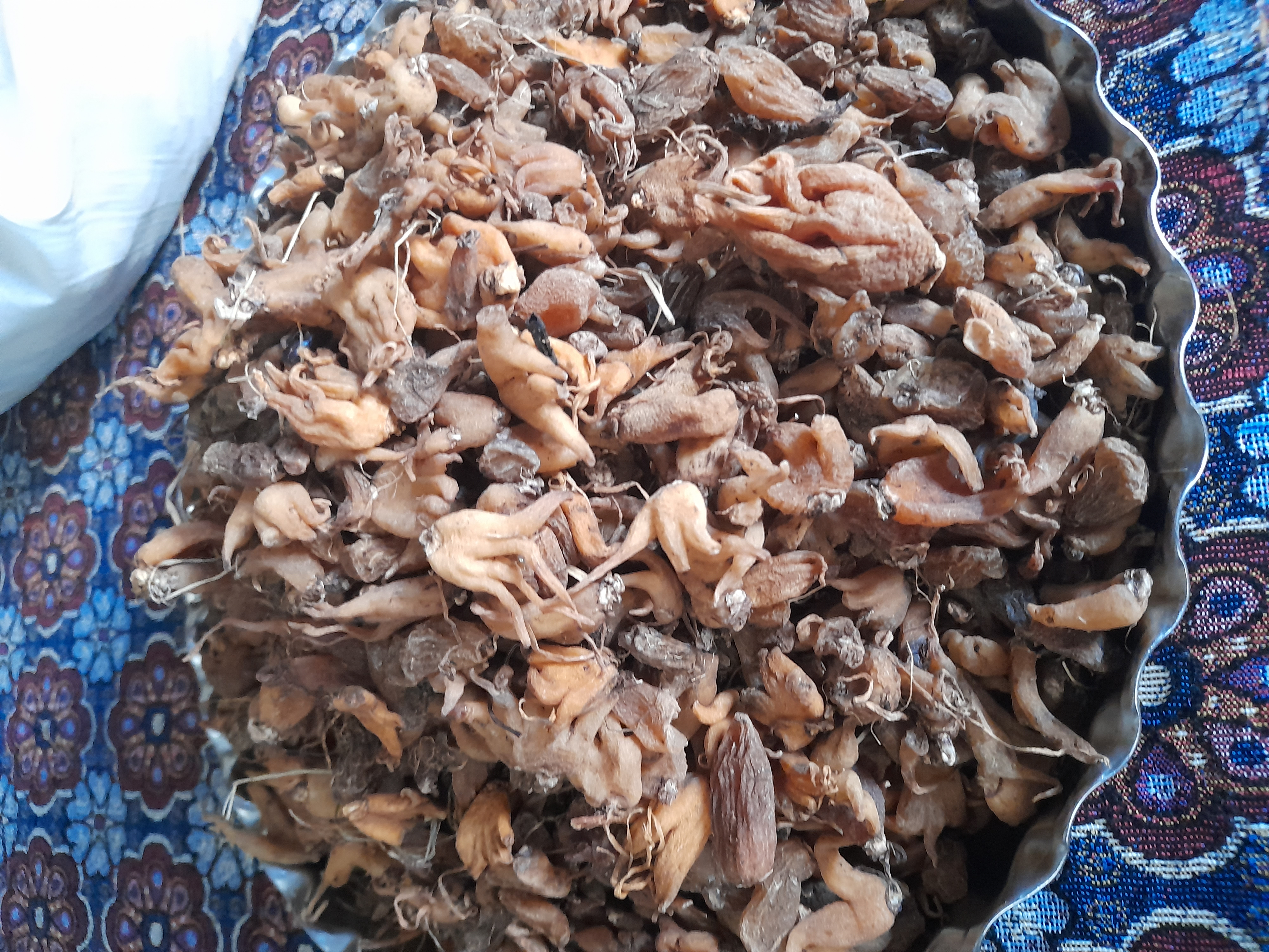 فروش ثعلب (گیاه‌ دارویی)
