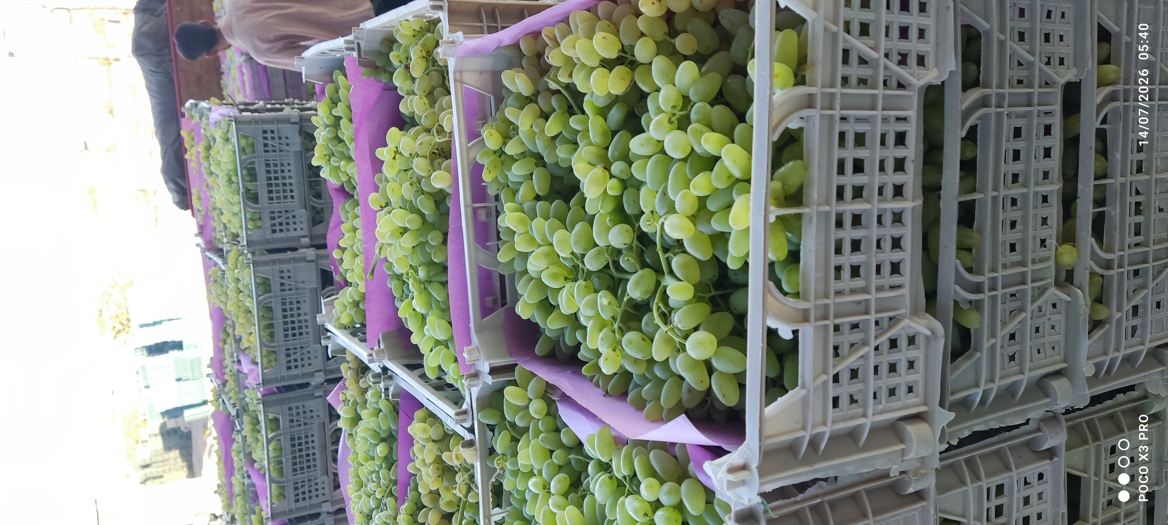فروش انگور