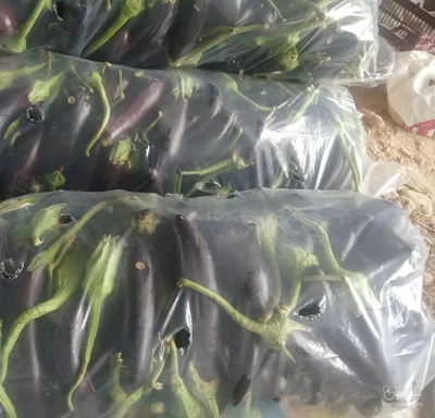 فروش بادمجان